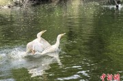 八字测名吉林：罕见白鸬鹚连续两年“故地重游”