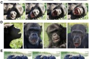 八字测名国际最新研究：机器人“打哈欠” 黑猩猩被传染